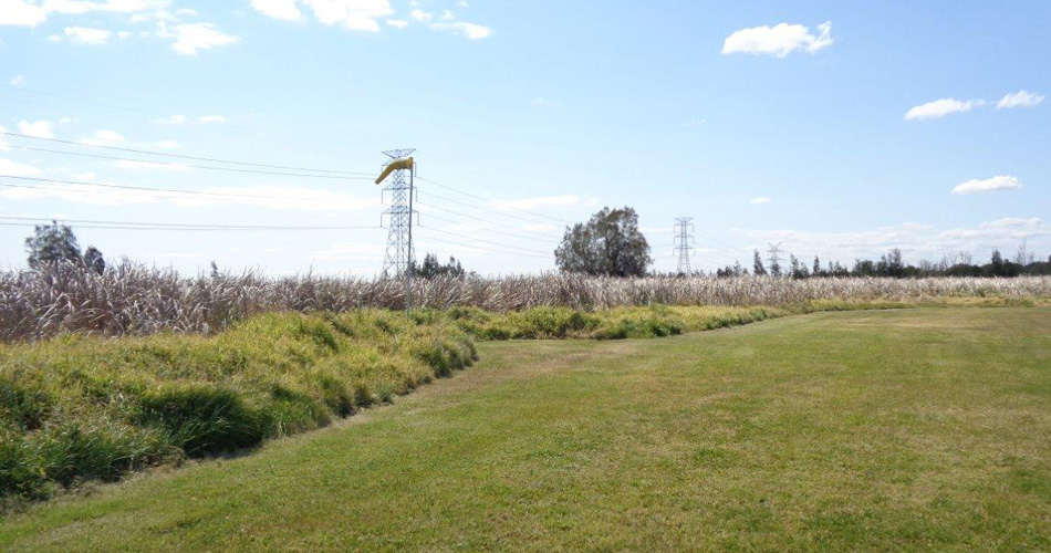 Northern Windsock